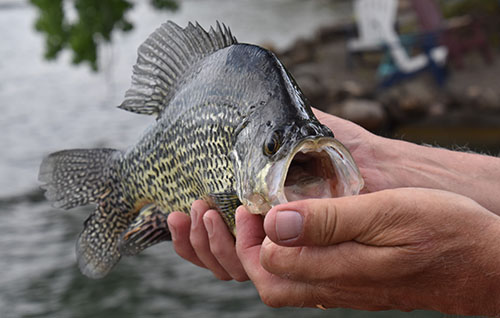 Catch a Fish off the Dock